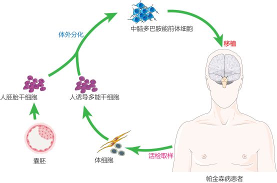 復(fù)旦校友領(lǐng)航，躍賽生物獲數(shù)千萬元天使輪融資，深耕干細(xì)胞治療新賽道